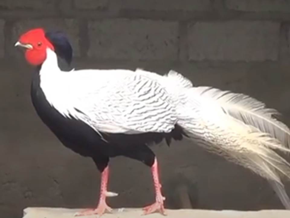 Salah satu contoh ayam pheasant milik Hawa Nurdin. Karena keindahan bulu dan bentuknya yang unik membuat harga jual ayam hias tersebut menyentuh 20 juta rupiah per pasang.