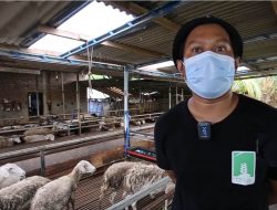Pemuda Desa Kemuning Berhasil Ternak 600 Domba dan 50 Sapi di Kandang Komunal