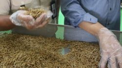 Belanda membeli pakan ternak berupa kelapa dan larva (maggot) di ajang Trade Expo Indonesia Digital (TEI-DE) 2021. (Foto: Ilustrasi)
