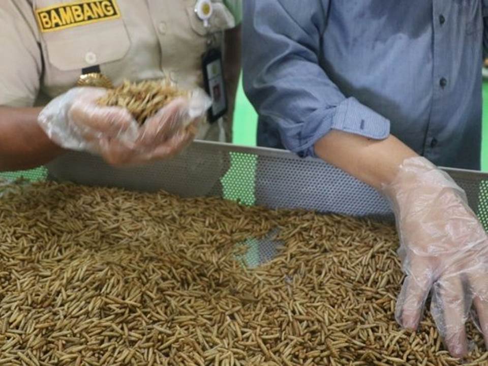 Belanda membeli pakan ternak berupa kelapa dan larva (maggot) di ajang Trade Expo Indonesia Digital (TEI-DE) 2021. (Foto: Ilustrasi)