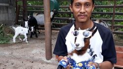 Dwi Susanto menunjukkan salah satu kambingnya di Pedukuhan Pereng Wetan RT 55 Kelurahan Argorejo, Kapanewon Sedayu, Bantul.