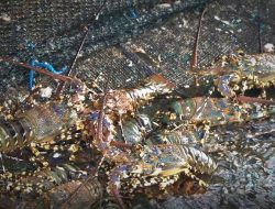 BBPBL Lampung Buktikan Indonesia Juga Mampu Budidaya Lobster