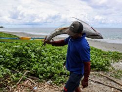 Kerjasama MSC-KKP Wujudkan Perikanan Berkelanjutan di Pulau Buru