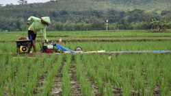Petani menyedot air tanah dengan menggunakan mesin pompa untuk mengairi sawahnya, di Desa Asinan, Bawen, Kabupaten Semarang, Jawa Tengah, Senin (25/9)