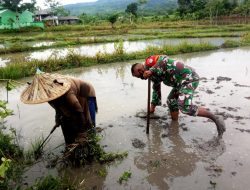 Dukung Optimalisasi Pertanian di Tengah Pandemi, Babinsa Terjun Lansung Bantu Petani