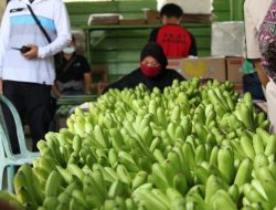 Pemprov Lampung Kembangkan Kampung Hortikultura untuk Tingkatkan Produksi Pertanian