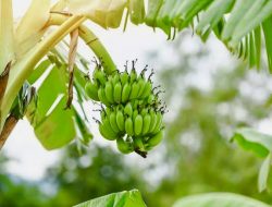 Sederet Fakta Menarik Pohon Pisang, Batangnya juga Bisa Dimakan Loh