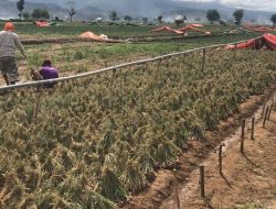 Tidak Ingin Rugi Banyak, Petani Bawang Merah: Hasil Panen untuk Bibit Tahun Depan