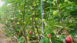 Budidaya buah tin di Indonesia