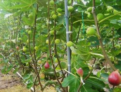 Bisa Tumbuh Subur di Indonesia, Yuk Pelajari Cara Budidaya Tanaman Buah Tin