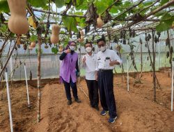 Rimba Alam Bahagia, Bukti Kinerja Petani Milenial Belitung Wujudkan Pertanian Terintegrasi