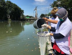 3 Sungai Besar Pulau Jawa Tercemar Mikroplastik, ECOTON: Ikannya Tak Layak Konsumsi