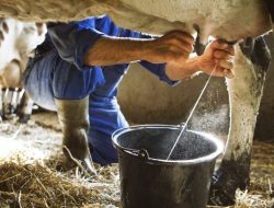 Kiat Sukses Beternak Sapi Perah untuk Hasilkan Susu Berkualitas