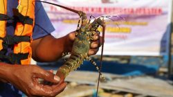Ilustrasi: Lobster mutiara hasil budidaya