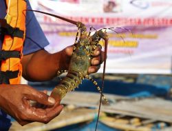 Mengenal Lobster Mutiara, Komoditas Perikanan Paling Potensial