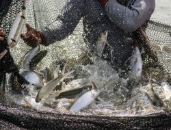 Mau Bikin Usaha Budidaya Ikan di Tambak? Coba Mulai dengan Ikan Bandeng