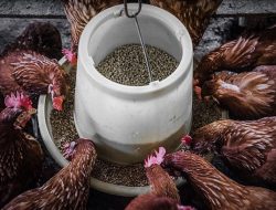 Kenali Berbagai Jenis Pakan Ayam yang Paling Bernutrisi