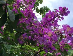 Buat Lingkungan Rumah Jadi Asri dengan Menanam Pohon Bunga Bungur