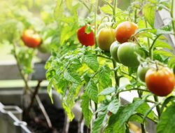 Tips Menanam Tomat Ceri di Pot, Hasilkan Buah yang Lebat dan Berkualitas