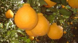 jeruk dekopon