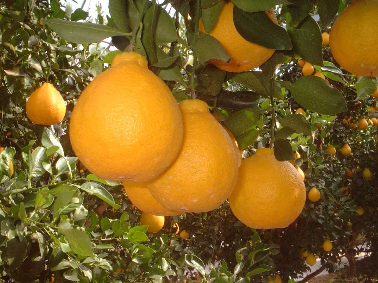jeruk dekopon