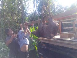 Mulai Meresahkan Petani, Pemkab Bulukumba Bentuk Tim Perburuan Hama Babi