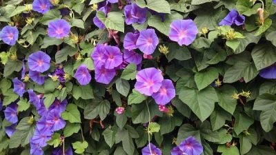 tanaman hias merambat morning glory
