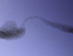Momen Unik, Ribuan Burung Jalak di Negara Ini Terbang Bentuk Formasi Sendok Bengkok