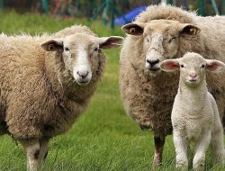 Selain Dagingnya yang Lezat, Ini 7 Fakta Unik Domba yang Jarang Diketahui