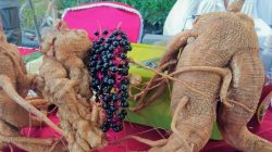 Sukses Budidaya Ginseng Merah, Petani di Banyuwangi Untung 200 Juta Per Bulan