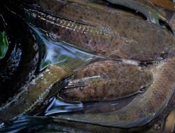 Jaga Kelestarian Ikan Lokal, KKP Bangun Unit Produksi Gabus Haruan