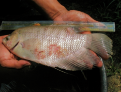 Ketahui Penyebab dan Cara Menghilangkan Jamur pada Kulit Ikan Nila
