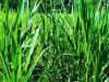 Peternak Karanganyar Kembangkan Rumput Pakchong untuk Hemat Biaya Pakan