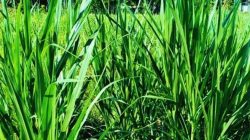 Peternak Karanganyar Kembangkan Rumput Pakchong untuk Hemat Biaya Pakan