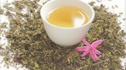 Mengenal White Tea, Teh Termahal dengan Segudang Manfaat