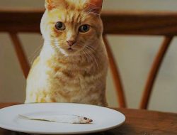 Kucing Tidak Bernafsu Makan? Mungkin Ini Penyebabnya