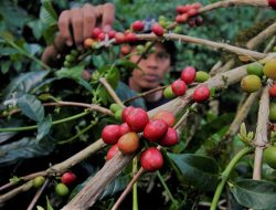 Upaya Petani Kopi di Lampung untuk Hadapi Perubahan Iklim