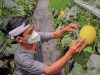 Jadi Petani Melon, Petani di Tasikmalaya Untung Ratusan Juta