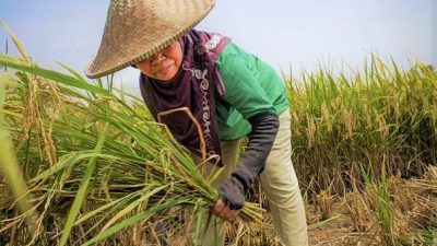 Jaga Keberlanjutan Usaha Tani, Mentan Ajak Petani Gunakan KUR Sebagai Modal