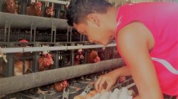 Tinggalkan Profesi Teknisi Kapal, Pria Ini Sukses Geluti Bisnis Ternak Ayam Petelur