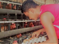 Tinggalkan Profesi Teknisi Kapal, Pria Ini Sukses Geluti Bisnis Ternak Ayam Petelur
