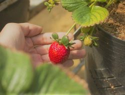 Gagal Panen Strawberry Akibat Serangan Hama dan Penyakit? Ini Cara Mengatasinya