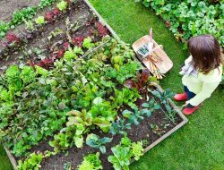 Tertarik Berkebun Hortikultura di Rumah? Ini Sederet Tanaman yang Direkomendasikan