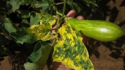 Virus kuning pada tanaman terong