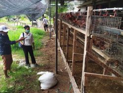Warga Keluhkan Bau Busuk, Peternak Ayam Disarankan Budidaya Maggot
