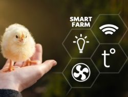 Peternakan Ayam Broiler Jadi Efisien dengan Penerapan Aplikasi Smart Farm