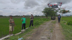 penyemprotan hama menggunakan drone di desa bolopret