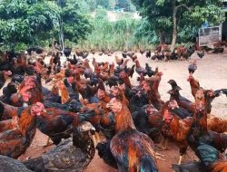 4 Hal yang Perlu Diperhatikan Jika Ingin Memulai Usaha Ternak Ayam Bangkok