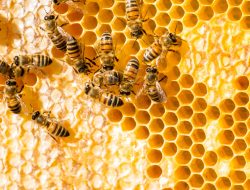 Oh, Ternyata Ini Alasan Lebah Membangun Sarangnya dengan Bentuk Segienam