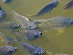 5 Cara Mengobati Ikan Nila yang Mengalami Stres Beserta Ciri-cirinya